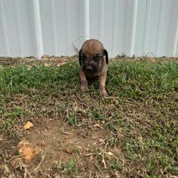 Boy 1 - Red male Bloodhound puppy in Tahlequah, Oklahoma from HNH Hounds