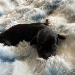 Leonardo - Black and tan male Dachshund puppy in Quemado, New Mexico from TNT Dachshunds