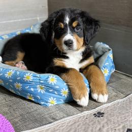 Bernese Mountain Dog Puppies from Jena's Blissful Bernese Mountain Dogs