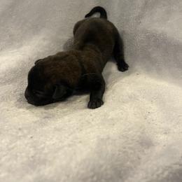 Zuko - Brindle male xDutch Shepherd puppy in Chelsea, Alabama from Alliance K9