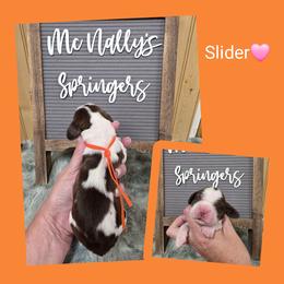 Slider - Liver and white female English Springer Spaniel puppy in Freeland, Michigan from McNally's Springer Spaniels