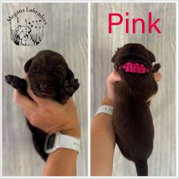 Pink - Chocolate female Labrador Retriever puppy in Ste. Genevieve, Missouri from Megans Labradors