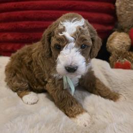 Bear - Red male Bernedoodle puppy in Bristol, Tennessee from 4goldendoodles