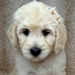 Harmony - Cream female Australian Labradoodle puppy in Upland, California from Kings Labradoodles