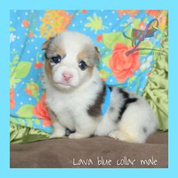 Blue Male - Blue male Pembroke Welsh Corgi puppy in Wayne City, Illinois from Lash Livestock & Corgis