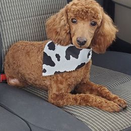 Poodles from Latham poodles