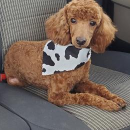 Poodles from Latham poodles