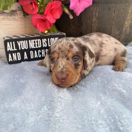 Dachshund Puppies from Skyview Doxie Ranch