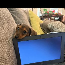 Dachshund Puppies from JP's South Texas Dachshunds