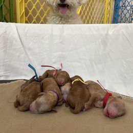 Goldendoodle and Poodle Puppies from Angel’s Goldendoodle Pups