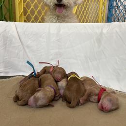 Goldendoodle and Poodle Puppies from Angel’s Goldendoodle Pups