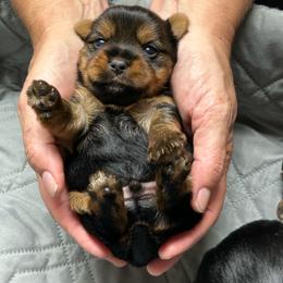 Libbies blue - Black and tan male Yorkshire Terrier puppy in Hardeeville, South Carolina from Pups of the Lowcountry