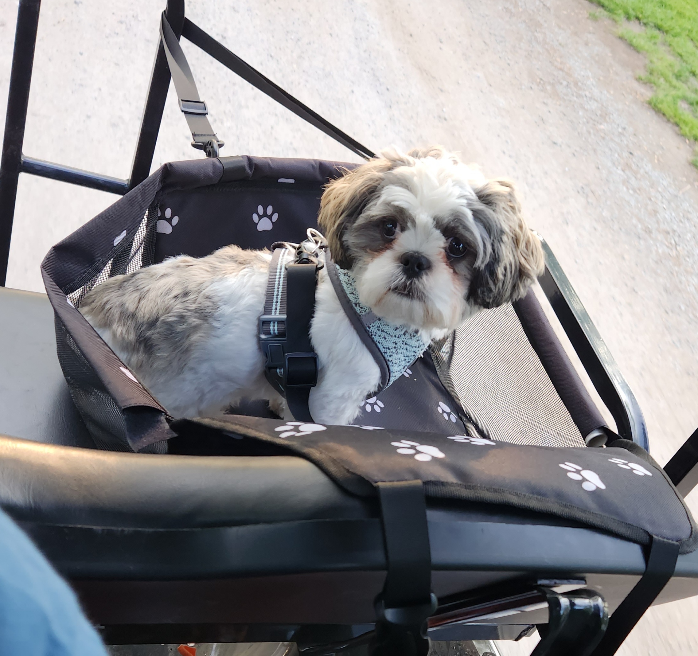Agnes - Shih Tzu