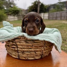 Loki AKC - Chocolate and tan male Dachshund puppy in Orlando, Florida from Metro Doxies of Orlando