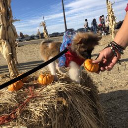 Pomeranian Puppies from Puppy Zen Den