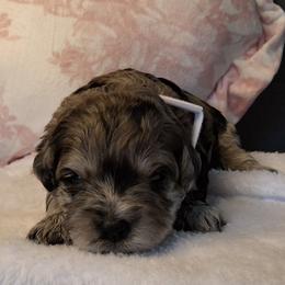 Yelena ( White collar) - Merle female Schnoodle puppy in Novinger, Missouri from Stormi Sky Schnoodles