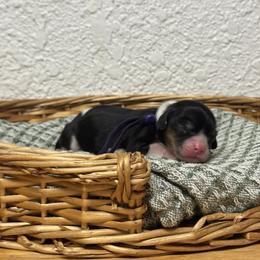 Ms. Purple - Tri-color female Cavalier King Charles Spaniel puppy in Port Richey, Florida from Sunshine State Cavaliers