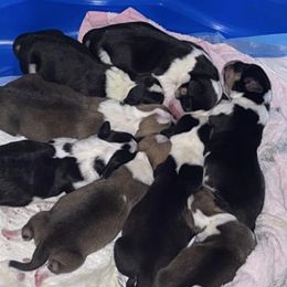 Pembroke Welsh Corgis from Blooms Corgis