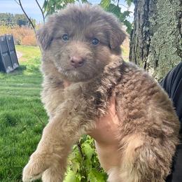 Fuscia collar - female German Shepherd puppy in Watervliet, Michigan from M&M Shepherd Farms