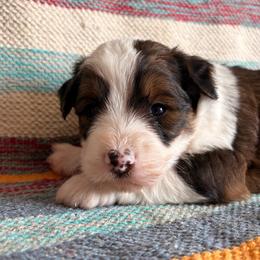 Cal - Sable male Aussiedoodle puppy in Lebanon, Missouri from Kaitlen's Doodle Pups