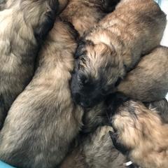 Bouvier des Flandres Puppies from Seasons of Joy Farm and Ranch