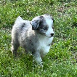 Boy 3 - Blue merle male Miniature Australian Shepherd puppy in Hokes Bluff, Alabama from Alegria Toy Aussies