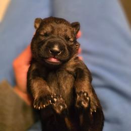 Gray Collar (Calypso) - Sable female German Shepherd puppy in Hermitage, Pennsylvania from Shepherds of the Hundred Acres
