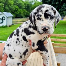 Holly - Harlequin female Great Dane puppy in Princeton, Indiana from Phantasm Farms