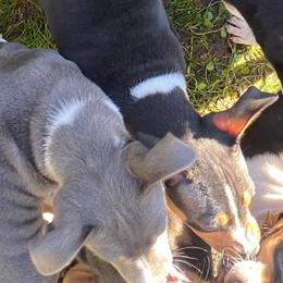 Jovi - Black tan and white female Rat Terrier puppy in Gig Harbor, Washington from DHart Farm & Kennel