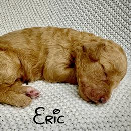 Eric - Red male Aussiedoodle puppy in Upper Lake, California from Redwood Aussiedoodles