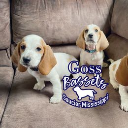 Basset Hound Puppies from Goss Bassets