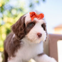 Australian Labradoodle Puppies from Saguaro Blossom Doodles