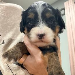 Black tri female - Tri-color female Bernedoodle puppy in Lincoln, Nebraska from GRand Doodles
