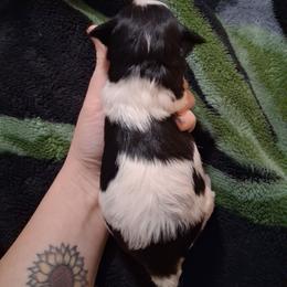 Black and white parti female - Parti female Miniature Schnauzer puppy in Gonzales, Louisiana from Majestic Marvels Schnauzers