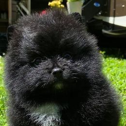 Pomeranian Puppies from Wonderland Pomeranians