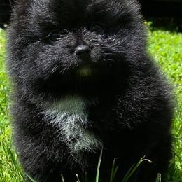 Pomeranian Puppies from Wonderland Pomeranians