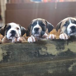 Boerboel Puppies from Dynasty Blue Ridge Boerboel