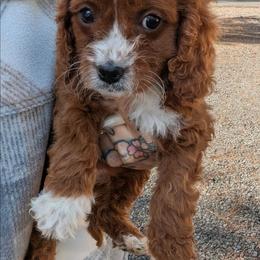 Maple - Red female Cavapoo puppy in Sisters, Oregon from Saunders Hideaway Homestead