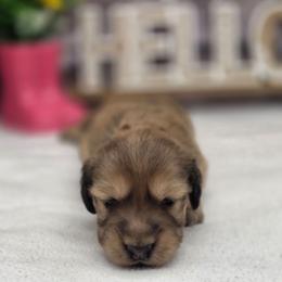 Serenity - Cream female Dachshund puppy in Norwood, Missouri from Madra's Dashing Doxies