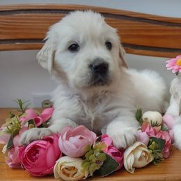 Goldendoodle and Golden Retriever Puppies from Carolina Goldendoodle