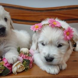 Goldendoodle and Golden Retriever Puppies from Carolina Goldendoodle