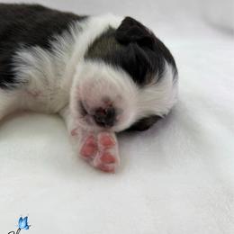 Skipper - Black tri-color male Australian Shepherd puppy in Jonesborough, Tennessee from Lotus Australian Shepherds