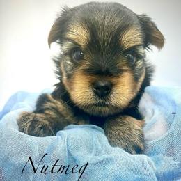 Nutmeg - Black and tan female Yorkshire Terrier puppy in Rio, Illinois from Sunny Sky Yorkies