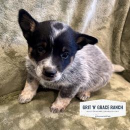 Australian Cattle Dog Puppies from Grit ‘n’ Grace Ranch