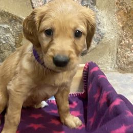 Purple - Golden Retriever puppy in Cheyenne, Wyoming from Flying Gold Kennel