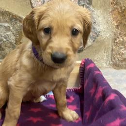 Purple - Golden Retriever puppy in Cheyenne, Wyoming from Flying Gold Kennel