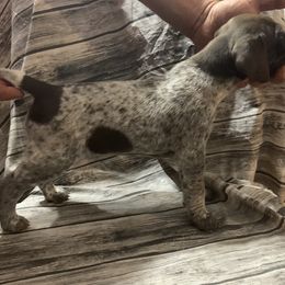 Girl 2 - German Shorthaired Pointer puppy in Barron County, Wisconsin from Shining D Ranch