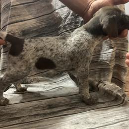 Girl 2 - German Shorthaired Pointer puppy in Barron County, Wisconsin from Shining D Ranch