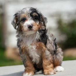 Sitka - Merle female Bernedoodle puppy in Dundee, Ohio from Down Home Doodle