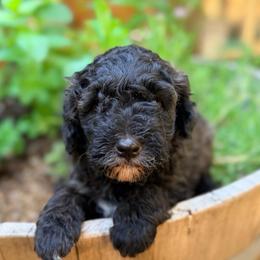 Reef - Sable male Goldendoodle puppy in Pollock Pines, California from Penny Lane’s Doodles
